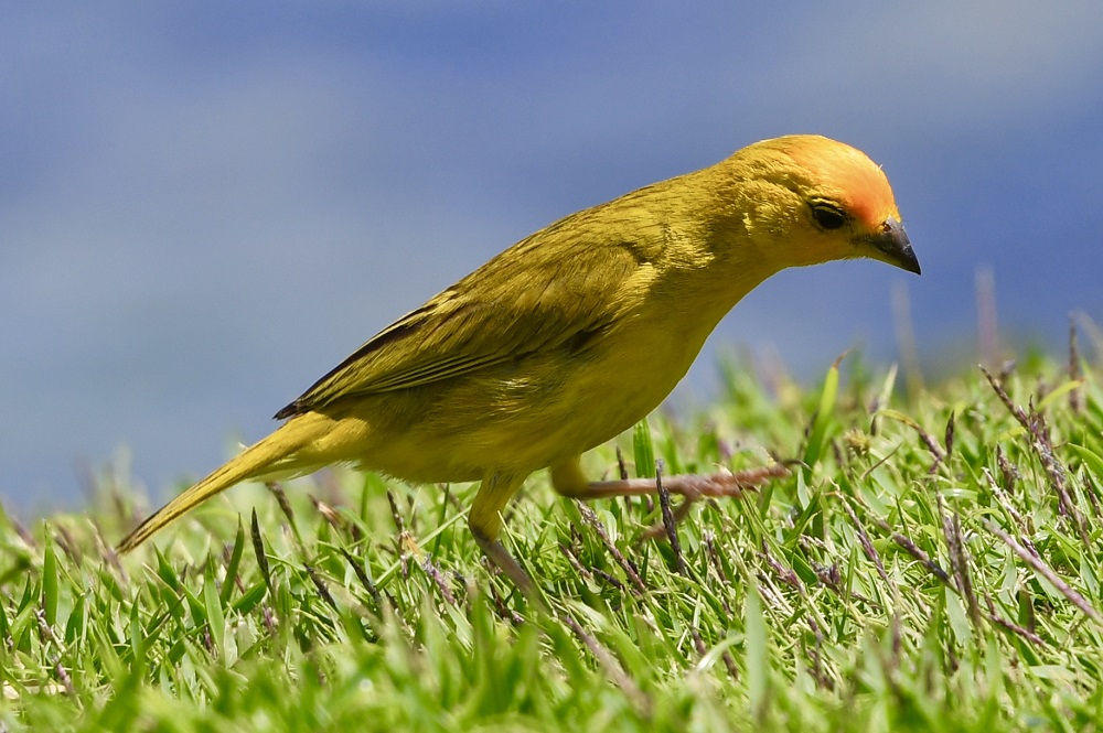 Sun Photo A00017 Yellow Bird on the Big Island of Hawaii